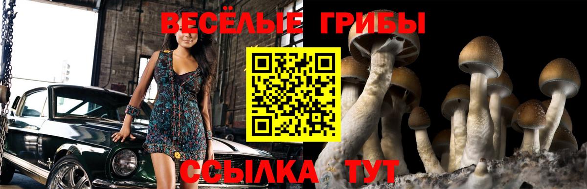 Галлюциногенные грибы Psilocybe Сунжа
